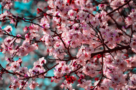 pink color flower of apple tree in spring time and sunny dayの写真素材
