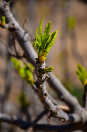 leaves of a fig tree in the springの写真素材