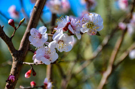 Apple blossoms flowers in the springの写真素材
