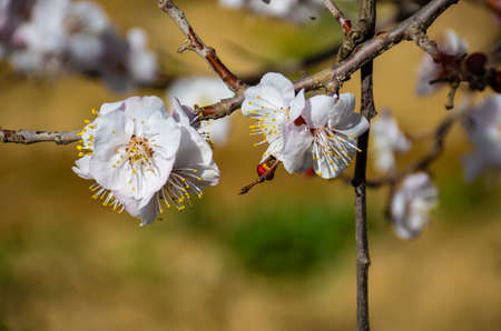 white flower blossom of apple tree in spring timeの写真素材