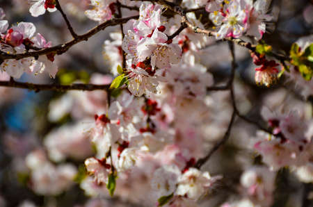 close up on branch of apple tree in spring time with white flowerの写真素材