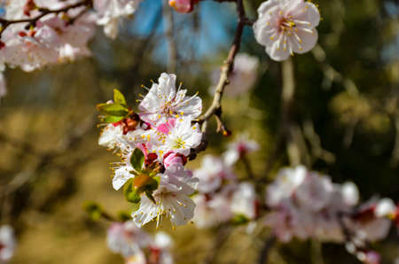 spring blossom apple flowers in spring close up shotの写真素材