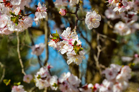 spring blossom apple flowers in spring close up shotの写真素材