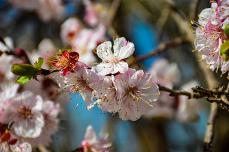 spring blossom apple flowers in spring close up shotの写真素材