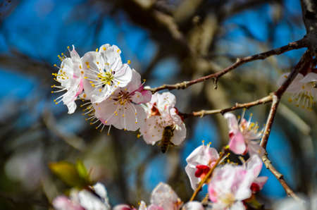 spring blossom apple flowers in spring close up shotの写真素材