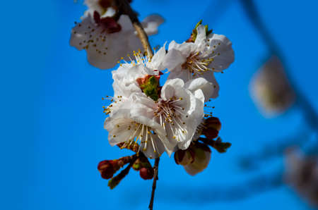 white blossom flowers of apple tree in spring timeの写真素材