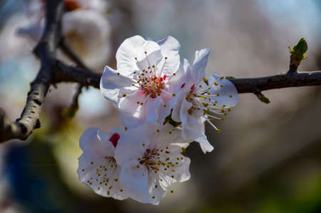 white blossom flowers of apple tree in spring timeの写真素材