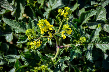 yellow flowers in spring and sunny dayの写真素材