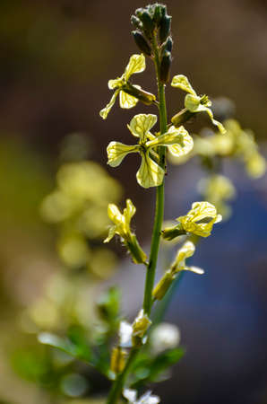 close up of small yellow flowers in spring time and sunny dayの写真素材