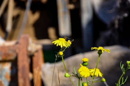 yellow flowers in the garden in summer time and sunny daysの写真素材