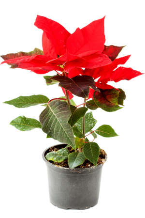 Closeup Poinsettia flower on the white backgroundの写真素材