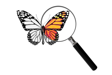 Butterfly with magnifying glass on a white backgroundの写真素材