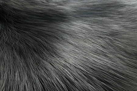 Silver Color Animal Fur Texture of Wolf or Fox extreme closeup. 3d Rendering