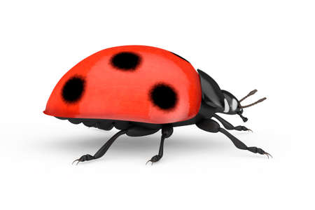 Red Realistic Beautiful Ladybird on a white background. 3d Rendering