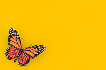 Butterfly with Yellow and Orange Colors Wings on a yellow background.  3d Renderingの写真素材