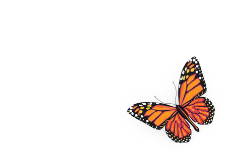 Butterfly with Yellow and Orange Colors Wings on a white background.  3d Renderingの写真素材