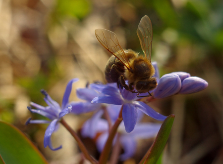 Bee on the chamomile flower