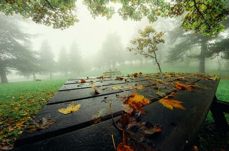 Mysterious forest in the evening after rain. Table and bench in the forest. Picturesque autumn nature. Goodbye autumn. Cold November landscape. Camping and recreation.の写真素材