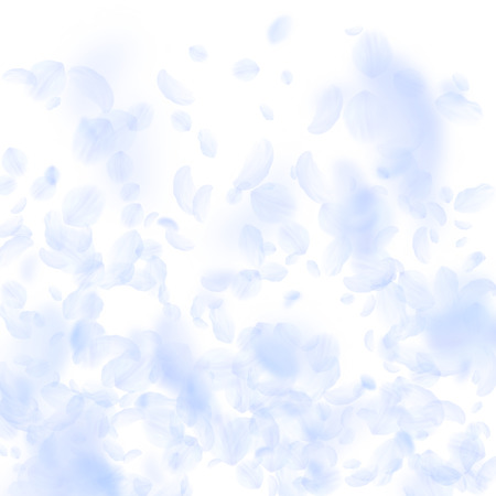 Light blue flower petals falling down. Flawless romantic flowers gradient. Flying petal on white square background. Love, romance concept. Comely wedding invitation.のイラスト素材