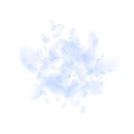 Light blue flower petals falling down. Wonderful romantic flowers explosion. Flying petal on white square background. Love, romance concept. Astonishing wedding invitation.のイラスト素材