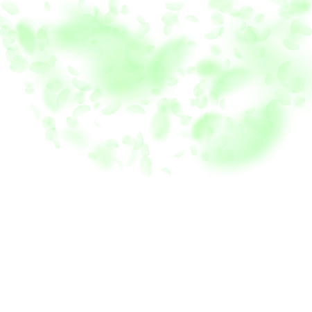 Green flower petals falling down. Fine romantic flowers semicircle. Flying petal on white square background. Love, romance concept. Cool wedding invitation.のイラスト素材