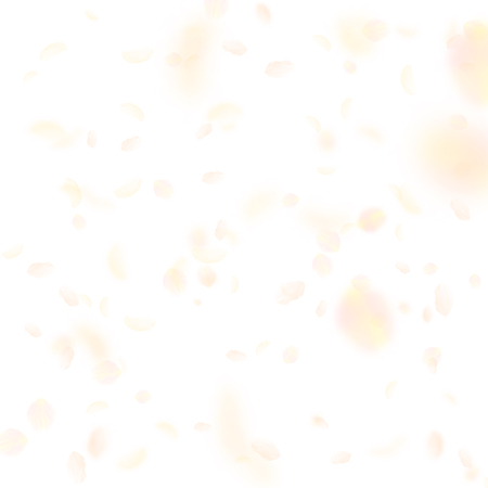 Yellow orange flower petals falling down. Beauteous romantic flowers falling rain. Flying petal on white square background. Love, romance concept. Bewitching wedding invitation.のイラスト素材