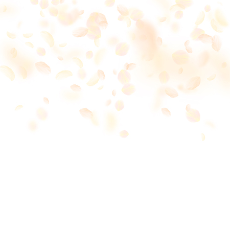 Yellow orange flower petals falling down. Bizarre romantic flowers gradient. Flying petal on white square background. Love, romance concept. Bold wedding invitation.のイラスト素材