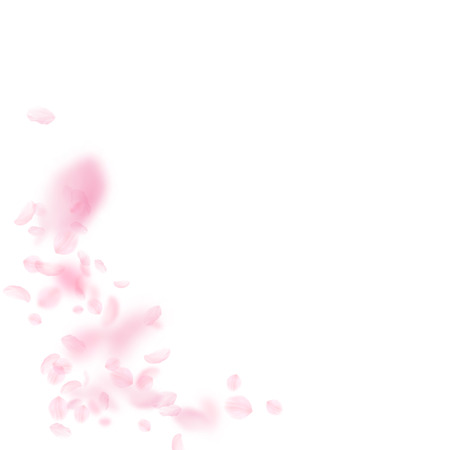 Sakura petals falling down. Romantic pink flowers corner. Flying petals on white square background. Love, romance concept. Tempting wedding invitation.のイラスト素材
