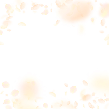 Yellow orange flower petals falling down. Neat romantic flowers falling rain. Flying petal on white square background. Love, romance concept. Beauteous wedding invitation.のイラスト素材