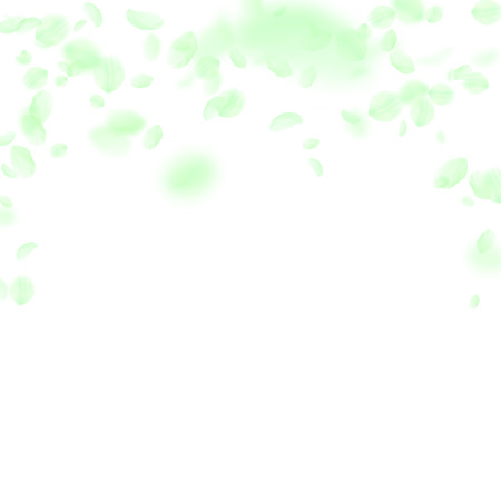 Green flower petals falling down. Sightly romantic flowers falling rain. Flying petal on white square background. Love, romance concept. Authentic wedding invitation.のイラスト素材