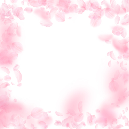 Sakura petals falling down. Romantic pink flowers frame. Flying petals on white square background. Love, romance concept. Popular wedding invitation.のイラスト素材