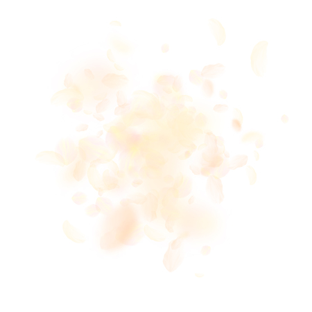 Yellow orange flower petals falling down. Excellent romantic flowers explosion. Flying petal on white square background. Love, romance concept. Artistic wedding invitation.のイラスト素材