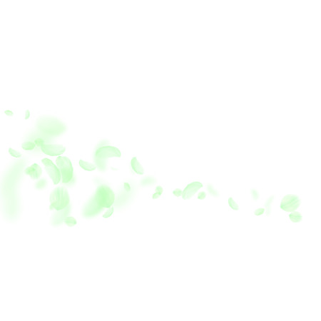 Green flower petals falling down. Worthy romantic flowers comet. Flying petal on white square background. Love, romance concept. Actual wedding invitation.のイラスト素材