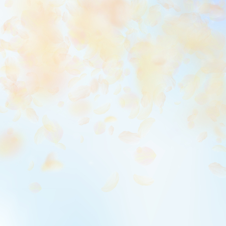Yellow orange flower petals falling down. Cool romantic flowers falling rain. Flying petal on blue sky square background. Love, romance concept. Authentic wedding invitation.のイラスト素材
