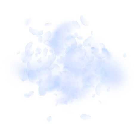 Light blue flower petals falling down. Juicy romantic flowers explosion. Flying petal on white square background. Love, romance concept. Attractive wedding invitation.のイラスト素材