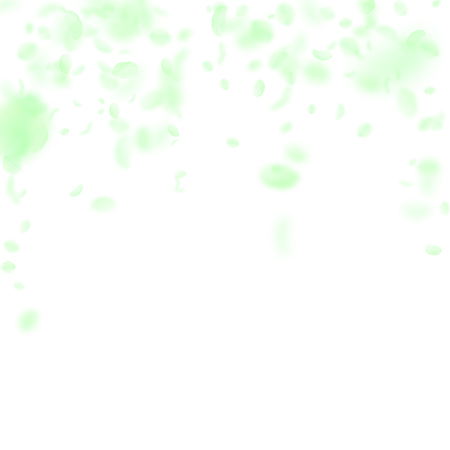 Green flower petals falling down. Wondrous romantic flowers falling rain. Flying petal on white square background. Love, romance concept. Authentic wedding invitation.のイラスト素材
