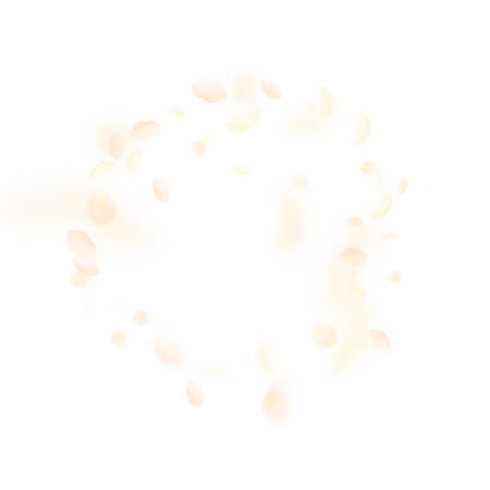 Yellow orange flower petals falling down. Wonderful romantic flowers frame. Flying petal on white square background. Love, romance concept. Bewitching wedding invitation.のイラスト素材