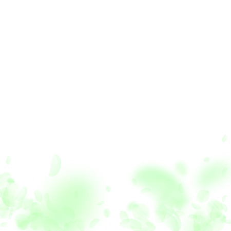 Green flower petals falling down. Original romantic flowers gradient. Flying petal on white square background. Love, romance concept. Classic wedding invitation.のイラスト素材