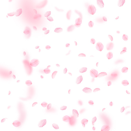 Sakura petals falling down. Romantic pink flowers falling rain. Flying petals on white square background. Love, romance concept. Modern wedding invitation.のイラスト素材