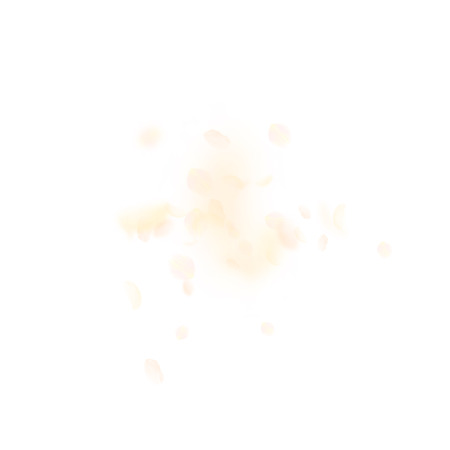 Yellow orange flower petals falling down. Powerful romantic flowers explosion. Flying petal on white square background. Love, romance concept. Artistic wedding invitation.のイラスト素材
