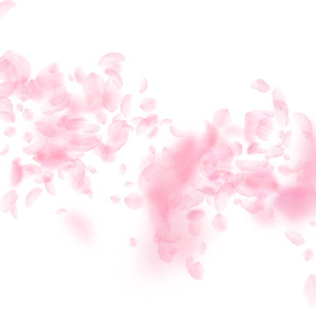 Sakura petals falling down. Romantic pink flowers falling rain. Flying petals on white square background. Love, romance concept. Imaginative wedding invitation.のイラスト素材
