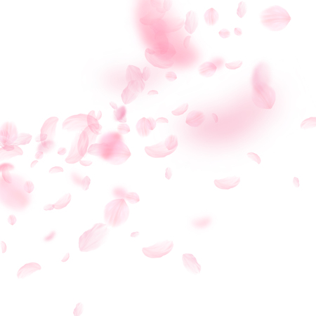 Sakura petals falling down. Romantic pink flowers corner. Flying petals on white square background. Love, romance concept. Wonderful wedding invitation.のイラスト素材
