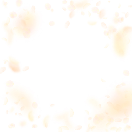 Yellow orange flower petals falling down. Fine romantic flowers vignette. Flying petal on white square background. Love, romance concept. Cute wedding invitation.のイラスト素材