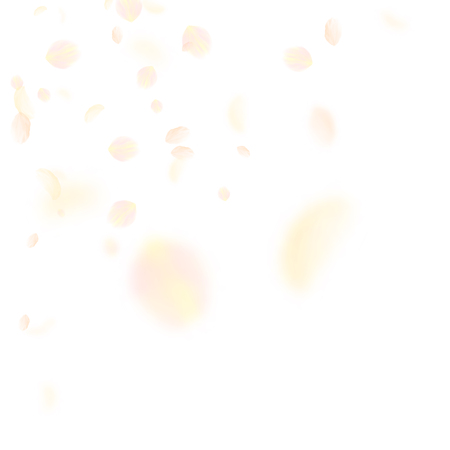 Yellow orange flower petals falling down. Radiant romantic flowers corner. Flying petal on white square background. Love, romance concept. Amazing wedding invitation.のイラスト素材