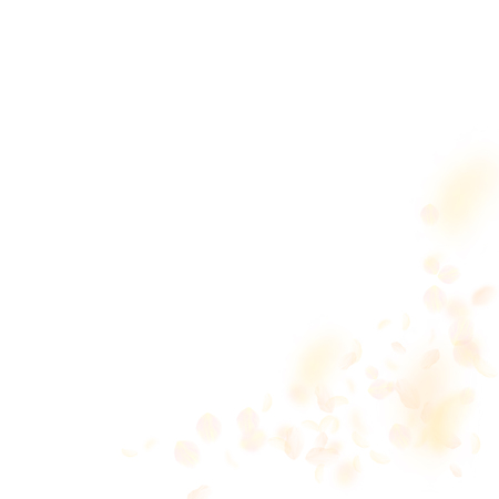Yellow orange flower petals falling down. Ecstatic romantic flowers corner. Flying petal on white square background. Love, romance concept. Alive wedding invitation.のイラスト素材