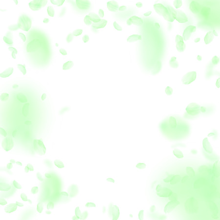 Green flower petals falling down. Cool romantic flowers vignette. Flying petal on white square background. Love, romance concept. Dazzling wedding invitation.のイラスト素材