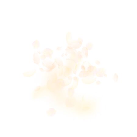Yellow orange flower petals falling down. Tempting romantic flowers explosion. Flying petal on white square background. Love, romance concept. Artistic wedding invitation.のイラスト素材