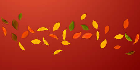 Falling autumn leaves. Red, yellow, green, brown neat leaves flying. Falling rain colorful foliage...