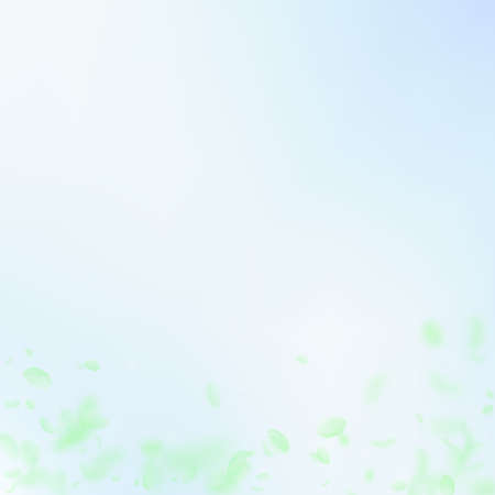 Green flower petals falling down. Valuable romantic flowers gradient. Flying petal on blue sky square background. Love, romance concept. Classic wedding invitation.のイラスト素材