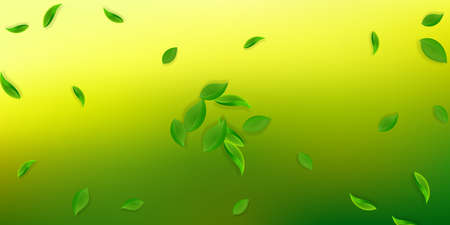 Falling green leaves. Fresh tea neat leaves flying. Spring foliage dancing on white background. Amazing summer overlay template. Good-looking spring sale vector illustration.のイラスト素材
